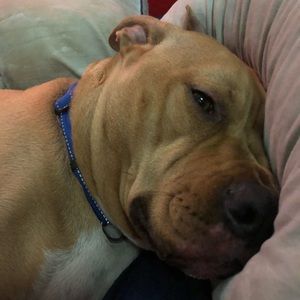 Meet your Posher, Justin